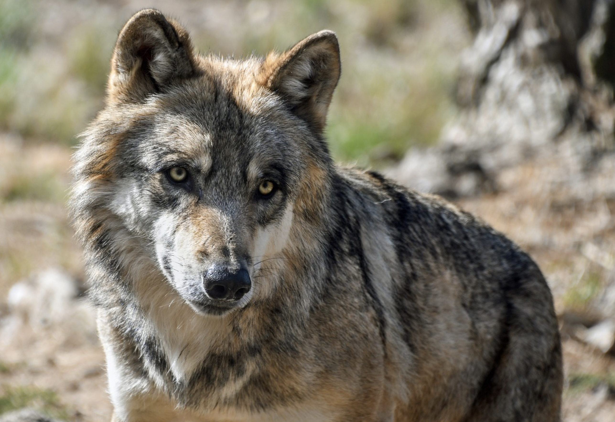 Grey Wolf, endangered species